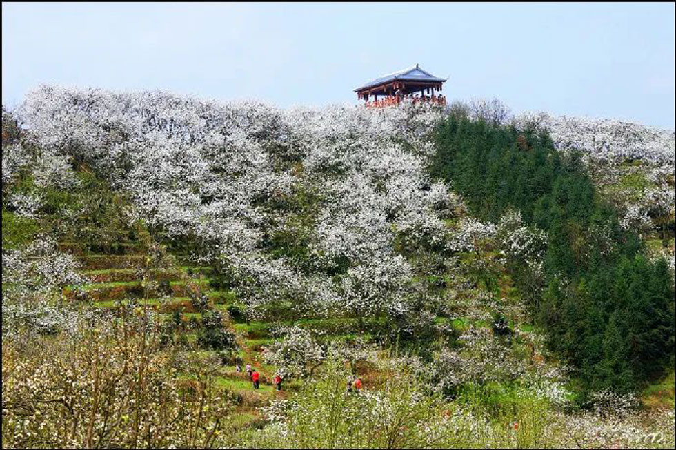 【春天，广西桂林灌阳县向您发出邀请！】我们在灌阳看梨花 - 游山玩水 - 金华生活社区 - 金华28生活网 jh.28life.net