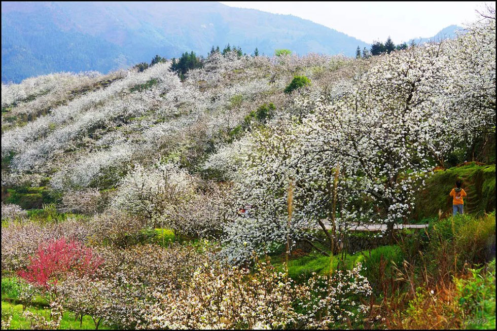 【春天，广西桂林灌阳县向您发出邀请！】我们在灌阳看梨花 - 游山玩水 - 金华生活社区 - 金华28生活网 jh.28life.net