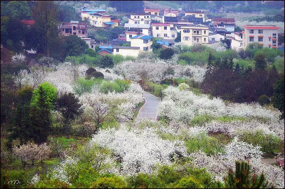 【春天，广西桂林灌阳县向您发出邀请！】我们在灌阳看梨花 - 游山玩水 - 金华生活社区 - 金华28生活网 jh.28life.net