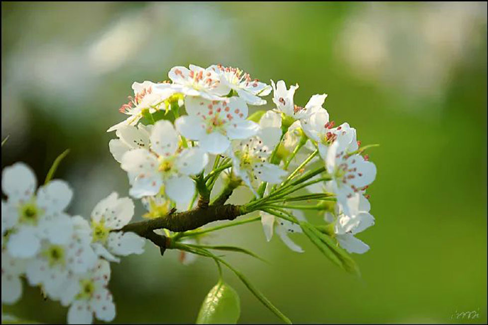 【春天，广西桂林灌阳县向您发出邀请！】我们在灌阳看梨花 - 游山玩水 - 金华生活社区 - 金华28生活网 jh.28life.net