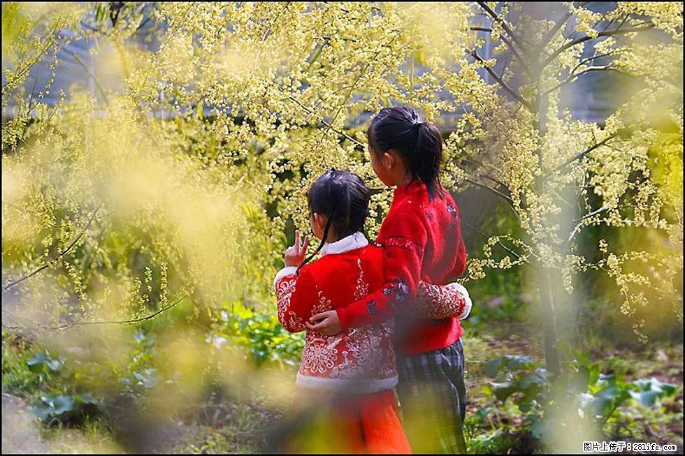 【春天，广西桂林灌阳县向您发出邀请！】米珠山前有片山苍子花在飘香 - 游山玩水 - 金华生活社区 - 金华28生活网 jh.28life.net