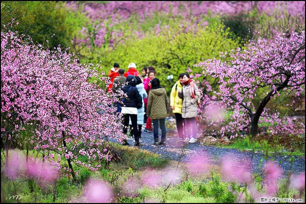 【春天，广西桂林灌阳县向您发出邀请！】官庄村有个醉美的桃花园 - 游山玩水 - 金华生活社区 - 金华28生活网 jh.28life.net