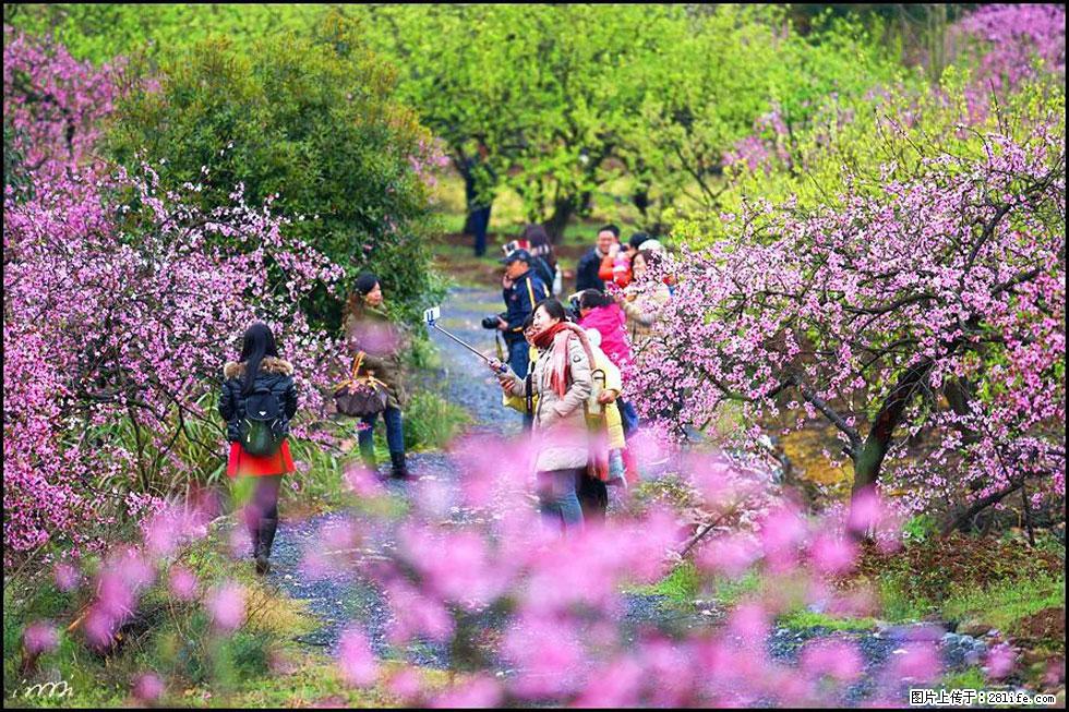 【春天，广西桂林灌阳县向您发出邀请！】官庄村有个醉美的桃花园 - 游山玩水 - 金华生活社区 - 金华28生活网 jh.28life.net