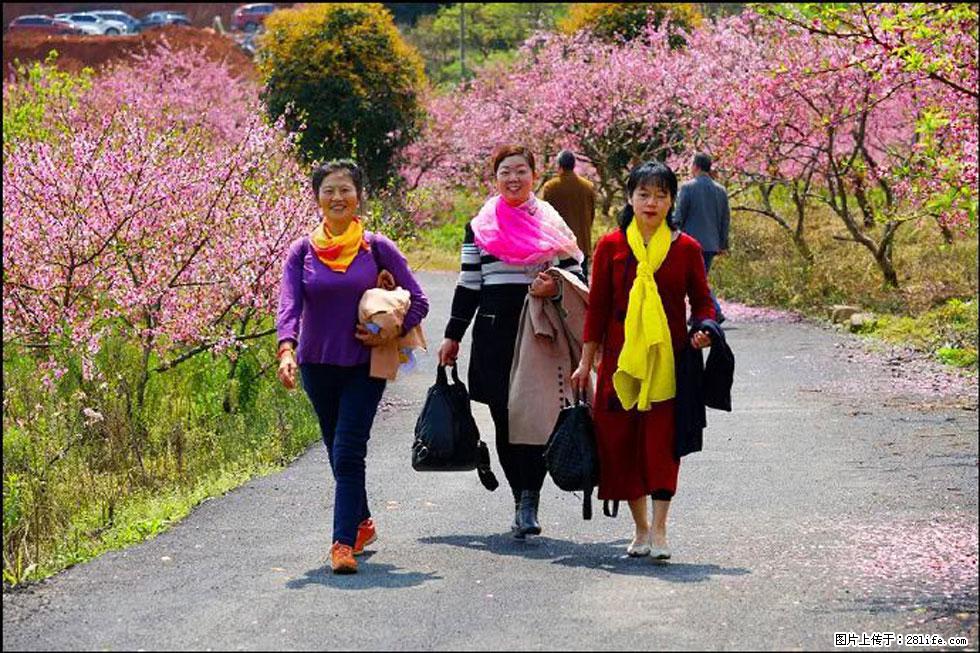 【春天，广西桂林灌阳县向您发出邀请！】官庄村有个醉美的桃花园 - 游山玩水 - 金华生活社区 - 金华28生活网 jh.28life.net