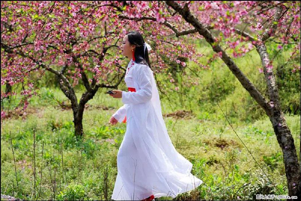 【春天，广西桂林灌阳县向您发出邀请！】官庄村有个醉美的桃花园 - 游山玩水 - 金华生活社区 - 金华28生活网 jh.28life.net