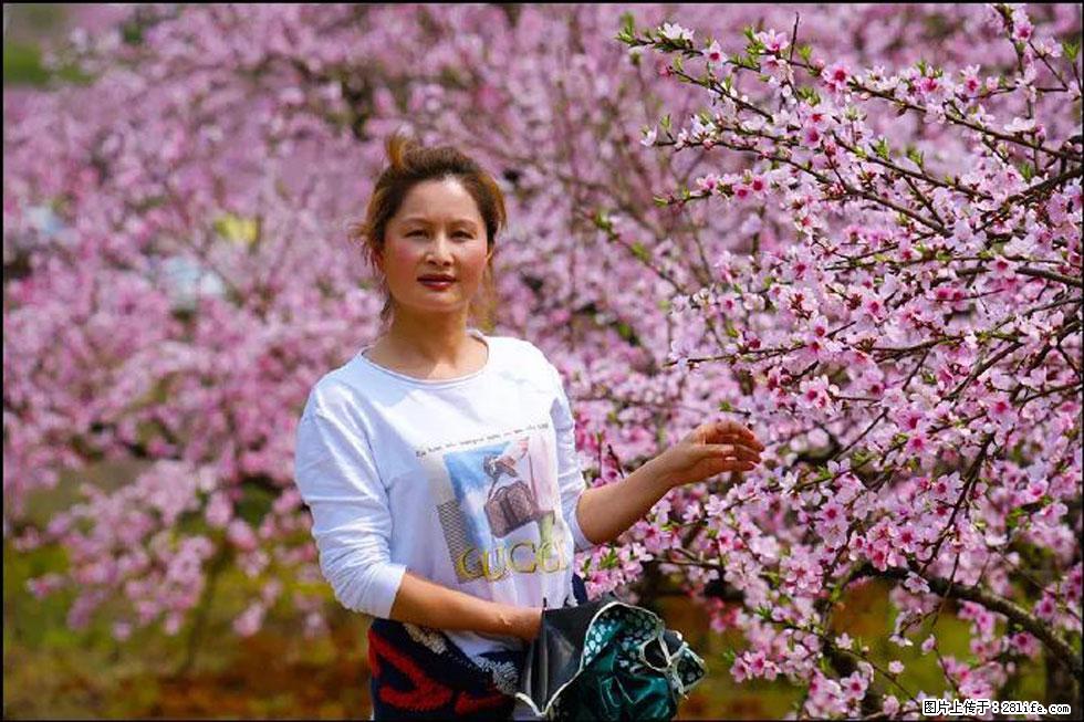 【春天，广西桂林灌阳县向您发出邀请！】官庄村有个醉美的桃花园 - 游山玩水 - 金华生活社区 - 金华28生活网 jh.28life.net