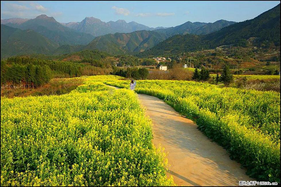 【春天，广西桂林灌阳县向您发出邀请！】长坪村油菜盛情花开 - 游山玩水 - 金华生活社区 - 金华28生活网 jh.28life.net