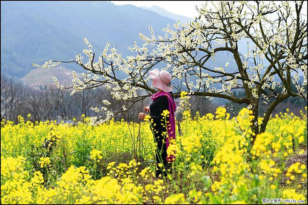【春天，广西桂林灌阳县向您发出邀请！】长坪村油菜盛情花开 - 游山玩水 - 金华生活社区 - 金华28生活网 jh.28life.net