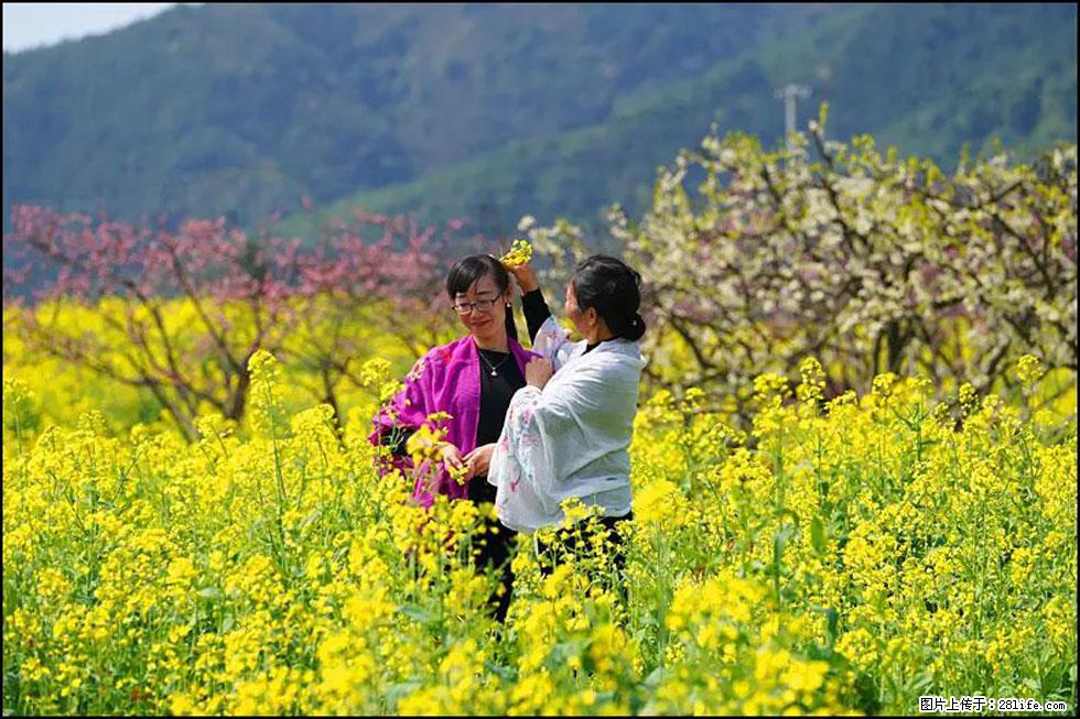 【春天，广西桂林灌阳县向您发出邀请！】长坪村油菜盛情花开 - 游山玩水 - 金华生活社区 - 金华28生活网 jh.28life.net