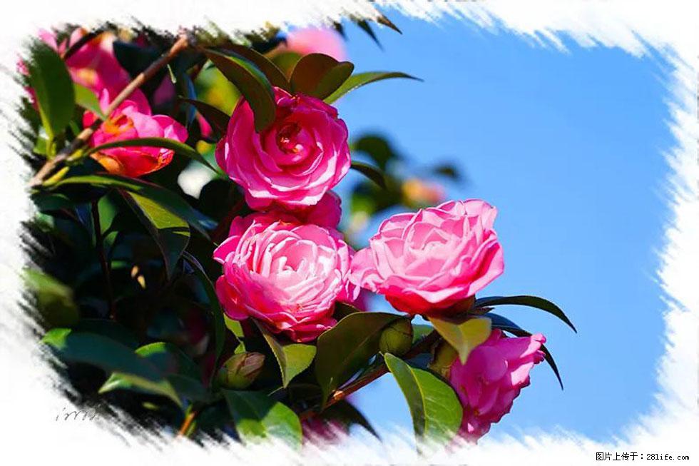 【春天，广西桂林灌阳县向您发出邀请！】杨柳井茶花惹人爱 - 游山玩水 - 金华生活社区 - 金华28生活网 jh.28life.net