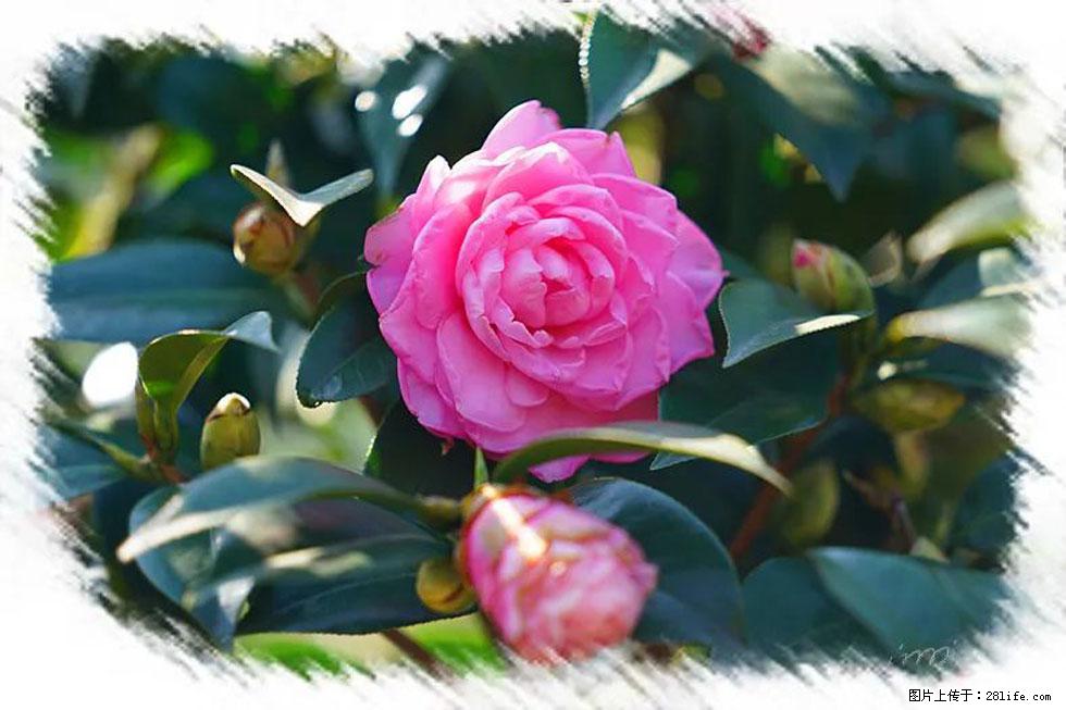 【春天，广西桂林灌阳县向您发出邀请！】杨柳井茶花惹人爱 - 游山玩水 - 金华生活社区 - 金华28生活网 jh.28life.net