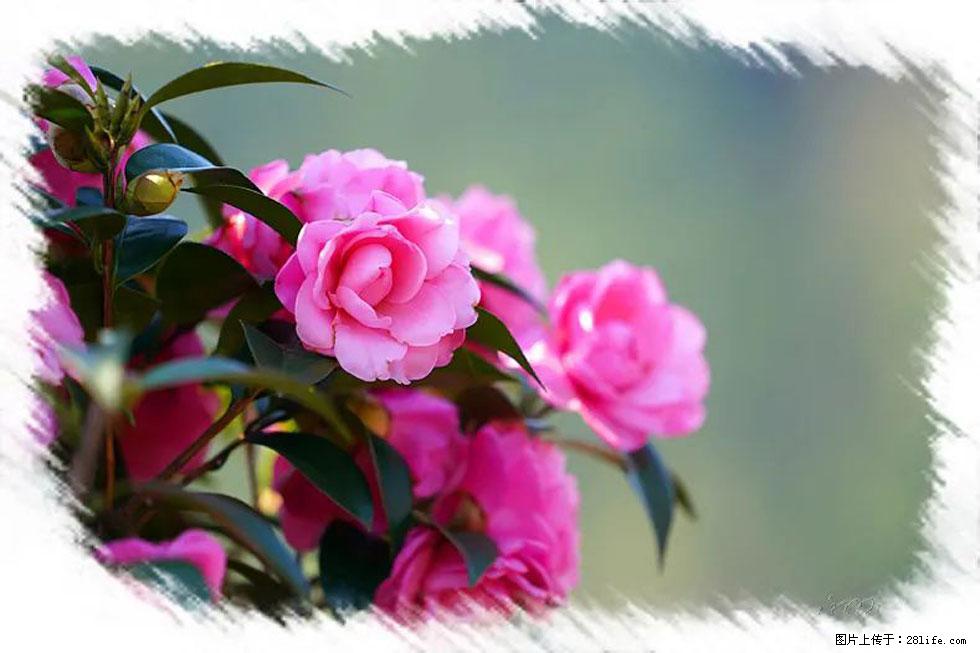 【春天，广西桂林灌阳县向您发出邀请！】杨柳井茶花惹人爱 - 游山玩水 - 金华生活社区 - 金华28生活网 jh.28life.net