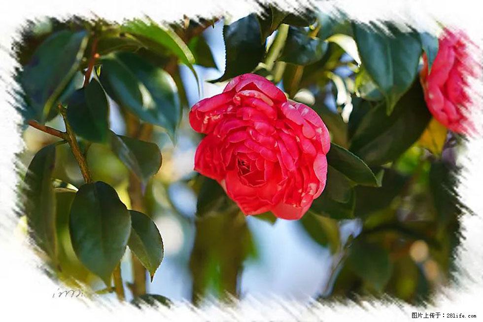 【春天，广西桂林灌阳县向您发出邀请！】杨柳井茶花惹人爱 - 游山玩水 - 金华生活社区 - 金华28生活网 jh.28life.net