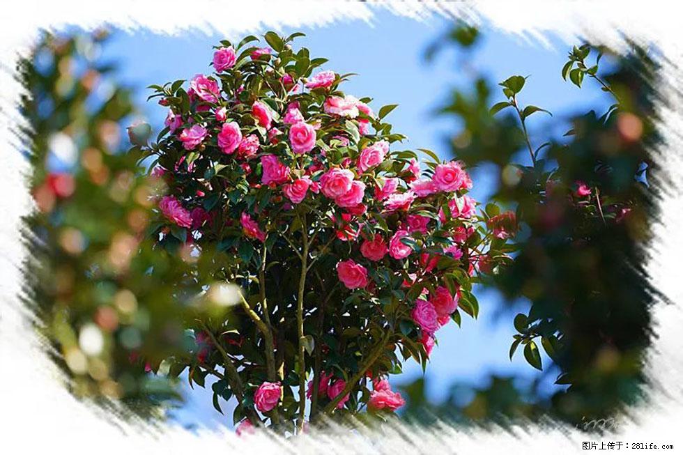 【春天，广西桂林灌阳县向您发出邀请！】杨柳井茶花惹人爱 - 游山玩水 - 金华生活社区 - 金华28生活网 jh.28life.net
