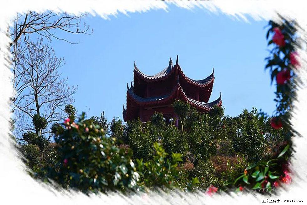 【春天，广西桂林灌阳县向您发出邀请！】杨柳井茶花惹人爱 - 游山玩水 - 金华生活社区 - 金华28生活网 jh.28life.net