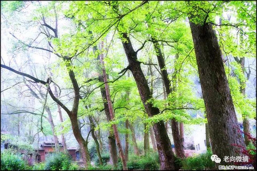 【春天，广西桂林灌阳县向您发出邀请！】在小龙村与春天约会 - 游山玩水 - 金华生活社区 - 金华28生活网 jh.28life.net