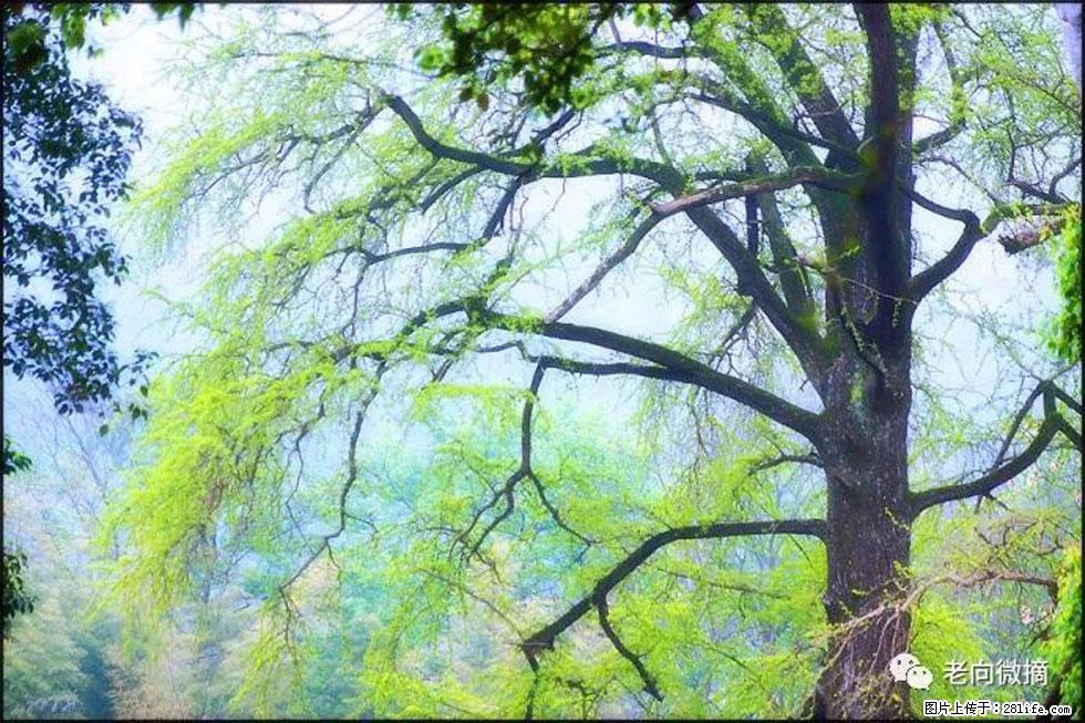 【春天，广西桂林灌阳县向您发出邀请！】在小龙村与春天约会 - 游山玩水 - 金华生活社区 - 金华28生活网 jh.28life.net