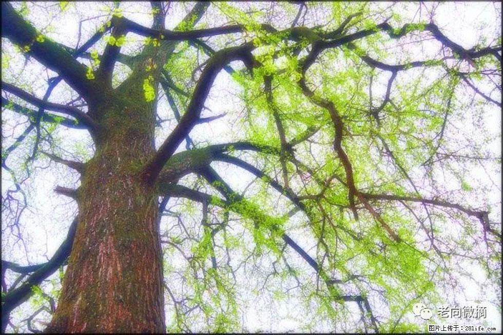 【春天，广西桂林灌阳县向您发出邀请！】在小龙村与春天约会 - 游山玩水 - 金华生活社区 - 金华28生活网 jh.28life.net