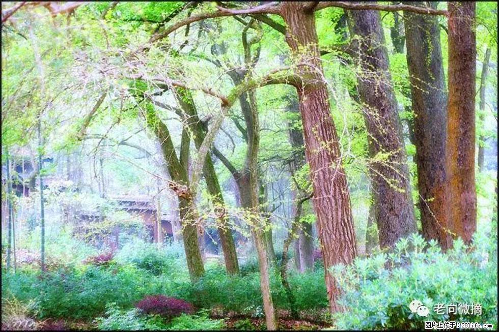 【春天，广西桂林灌阳县向您发出邀请！】在小龙村与春天约会 - 游山玩水 - 金华生活社区 - 金华28生活网 jh.28life.net
