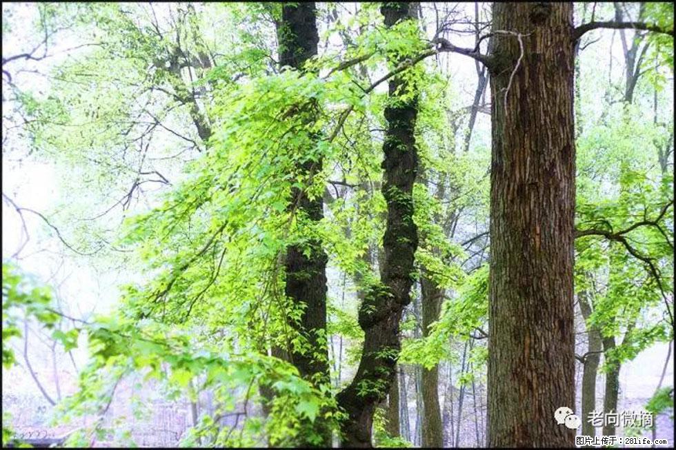 【春天，广西桂林灌阳县向您发出邀请！】在小龙村与春天约会 - 游山玩水 - 金华生活社区 - 金华28生活网 jh.28life.net