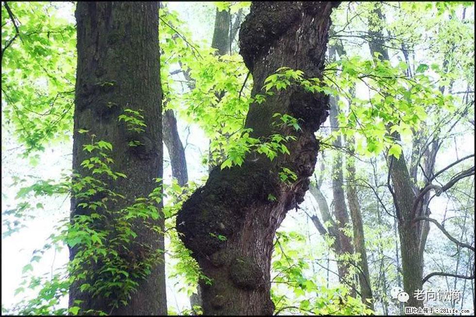 【春天，广西桂林灌阳县向您发出邀请！】在小龙村与春天约会 - 游山玩水 - 金华生活社区 - 金华28生活网 jh.28life.net
