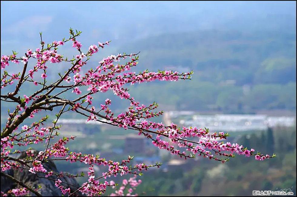 【春天，广西桂林灌阳县向您发出邀请！】望月岭上桃花开 - 游山玩水 - 金华生活社区 - 金华28生活网 jh.28life.net