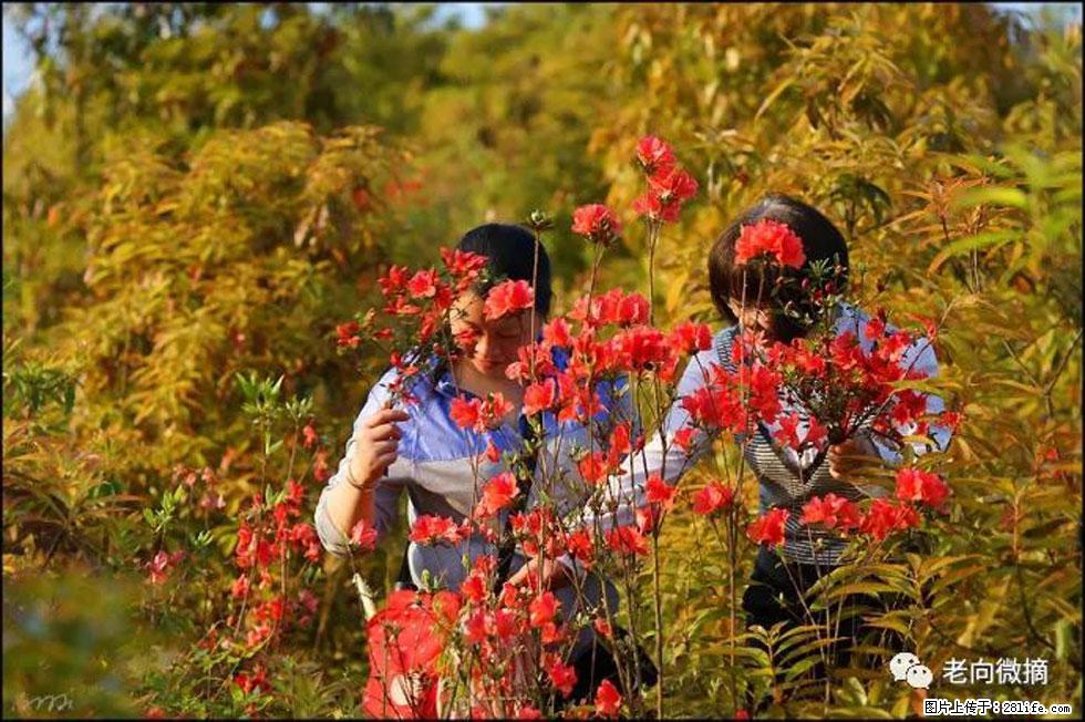 【春天，广西桂林灌阳县向您发出邀请！】登麒麟山，相约映山红 - 游山玩水 - 金华生活社区 - 金华28生活网 jh.28life.net
