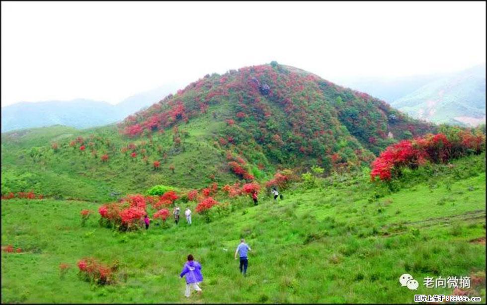 【春天，广西桂林灌阳县向您发出邀请！】宝盖山上映山红 - 游山玩水 - 金华生活社区 - 金华28生活网 jh.28life.net