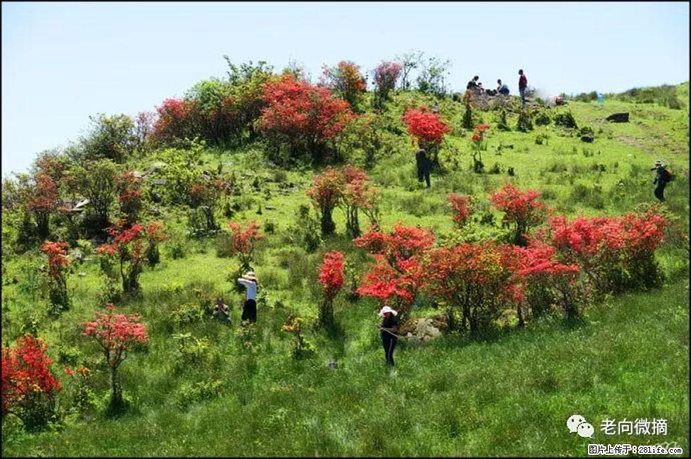 【春天，广西桂林灌阳县向您发出邀请！】宝盖山上映山红 - 游山玩水 - 金华生活社区 - 金华28生活网 jh.28life.net