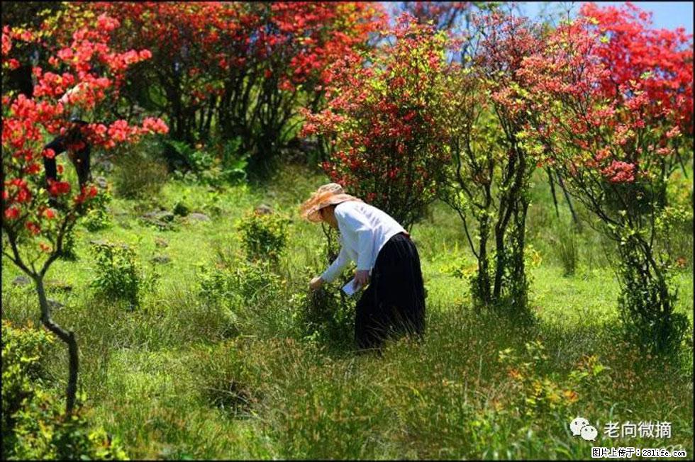【春天，广西桂林灌阳县向您发出邀请！】宝盖山上映山红 - 游山玩水 - 金华生活社区 - 金华28生活网 jh.28life.net