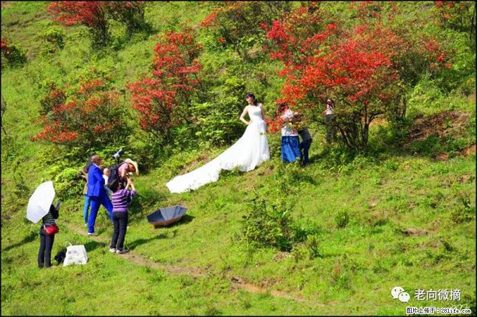 【春天，广西桂林灌阳县向您发出邀请！】宝盖山上映山红 - 游山玩水 - 金华生活社区 - 金华28生活网 jh.28life.net