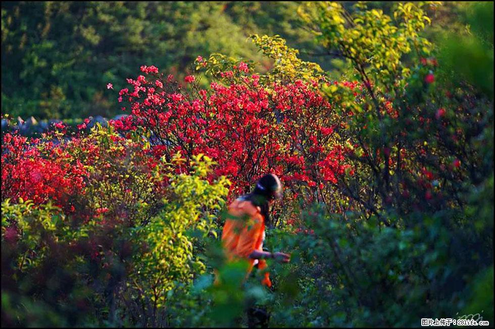 【春天，广西桂林灌阳县向您发出邀请！】春木界上映山红 - 游山玩水 - 金华生活社区 - 金华28生活网 jh.28life.net