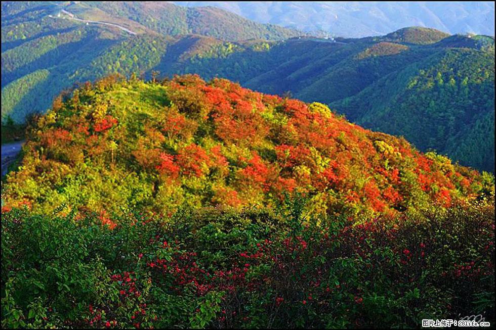 【春天，广西桂林灌阳县向您发出邀请！】春木界上映山红 - 游山玩水 - 金华生活社区 - 金华28生活网 jh.28life.net