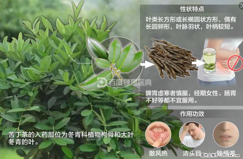 苦丁茶有哪些功效和作用 - 生活百科 - 金华生活社区 - 金华28生活网 jh.28life.net