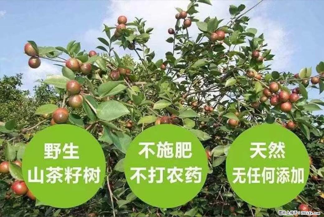 【灌阳县油茶产业示范区】一个有着充实的精神生活的人，对待身外之物自会有一种淡泊的态度 - 美食天地 - 金华生活社区 - 金华28生活网 jh.28life.net