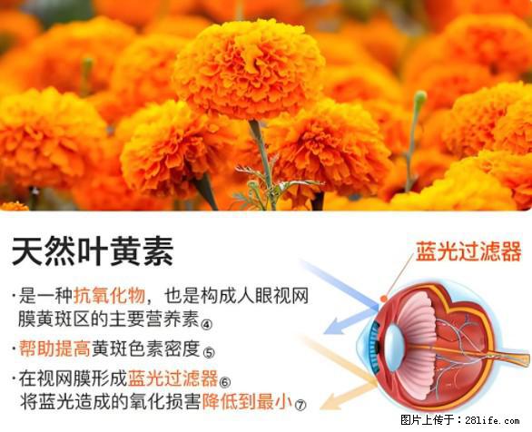 叶黄素有什么功效和作用 - 生活百科 - 金华生活社区 - 金华28生活网 jh.28life.net