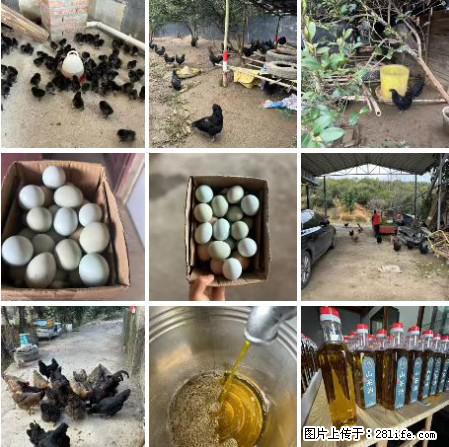 油茶园从小鸡仔开始养起的纯土鸡、土鸡蛋可以预定啦！还有前几天刚榨的纯山茶油哦 - 美食天地 - 金华生活社区 - 金华28生活网 jh.28life.net