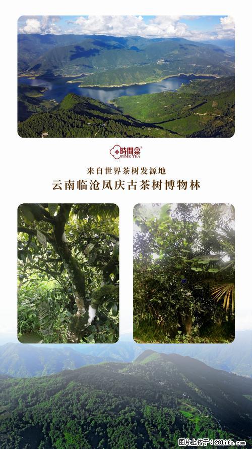 时间果百年古树2025年春红茶 - 购物交流 - 金华生活社区 - 金华28生活网 jh.28life.net