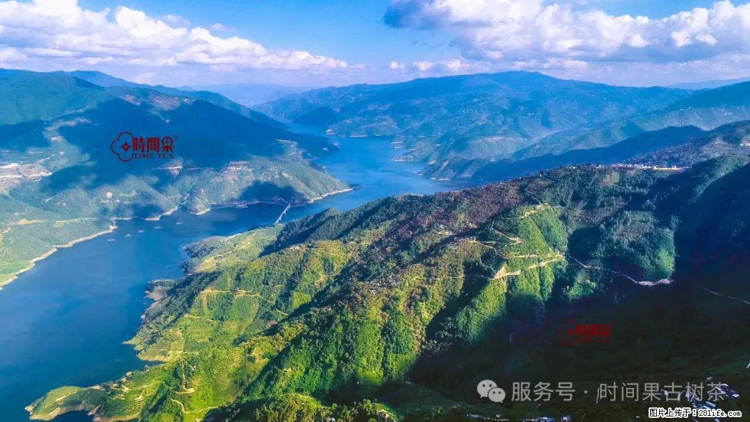 时间果百年古树龙珠普洱生茶 - 购物交流 - 金华生活社区 - 金华28生活网 jh.28life.net