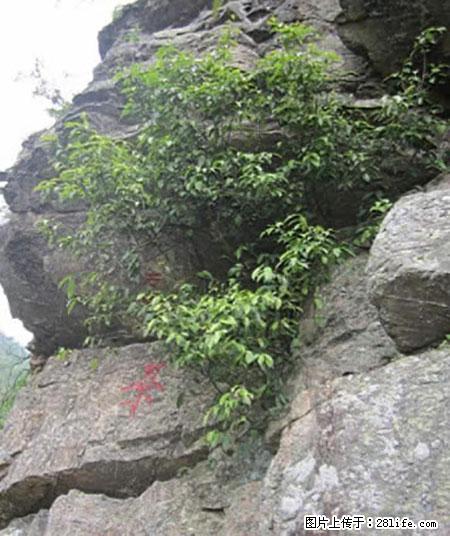 平乐石崖茶，珍贵仅次于金花茶 - 金华生活资讯 - 金华28生活网 jh.28life.net