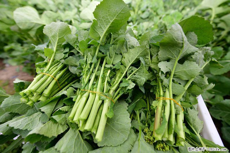 这些蔬菜是“天然钙片”，这6种被医生重点推荐 - 金华生活资讯 - 金华28生活网 jh.28life.net